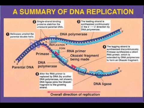 What is the difference between DNA polymerase vs. RNA polymerase?