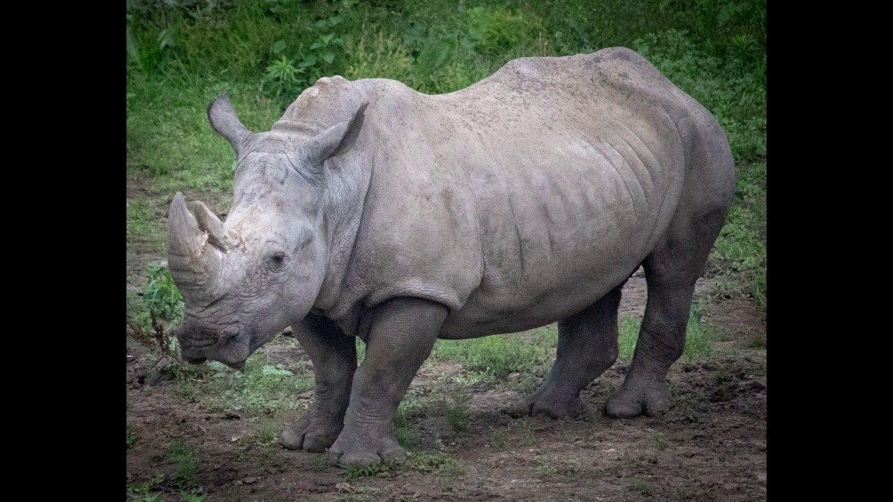 Animal Info Special Report- Poaching Crisis Part 1