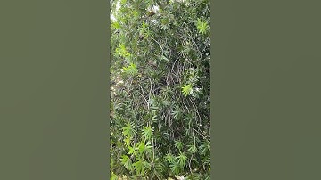 Hear that? That’s a Northern Mockingbird nest 🪺 The metal on metal sound attracts the parents!