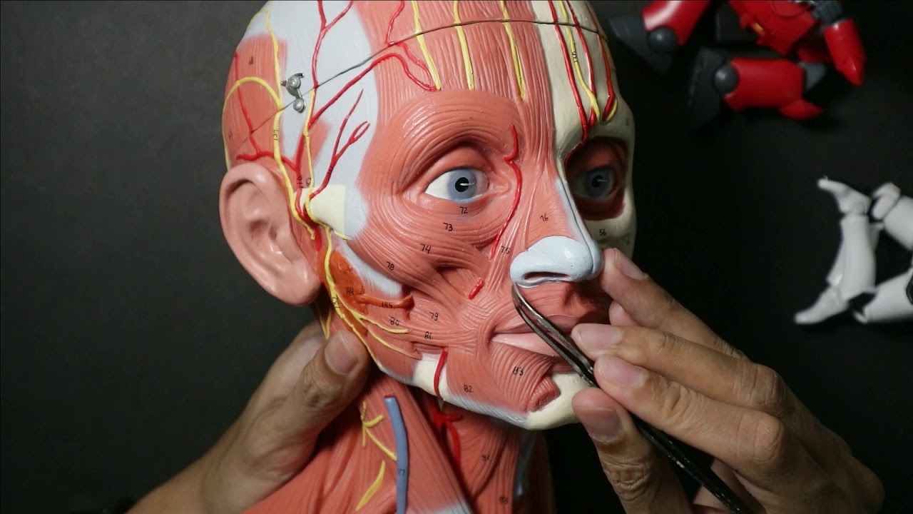 Anatomi Muskulus Caput et Colli