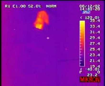 Squirrel waves cold tail at gopher snake