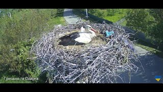🇺🇦 Лелека Грицько Трансляція| #birdwatching  #storks