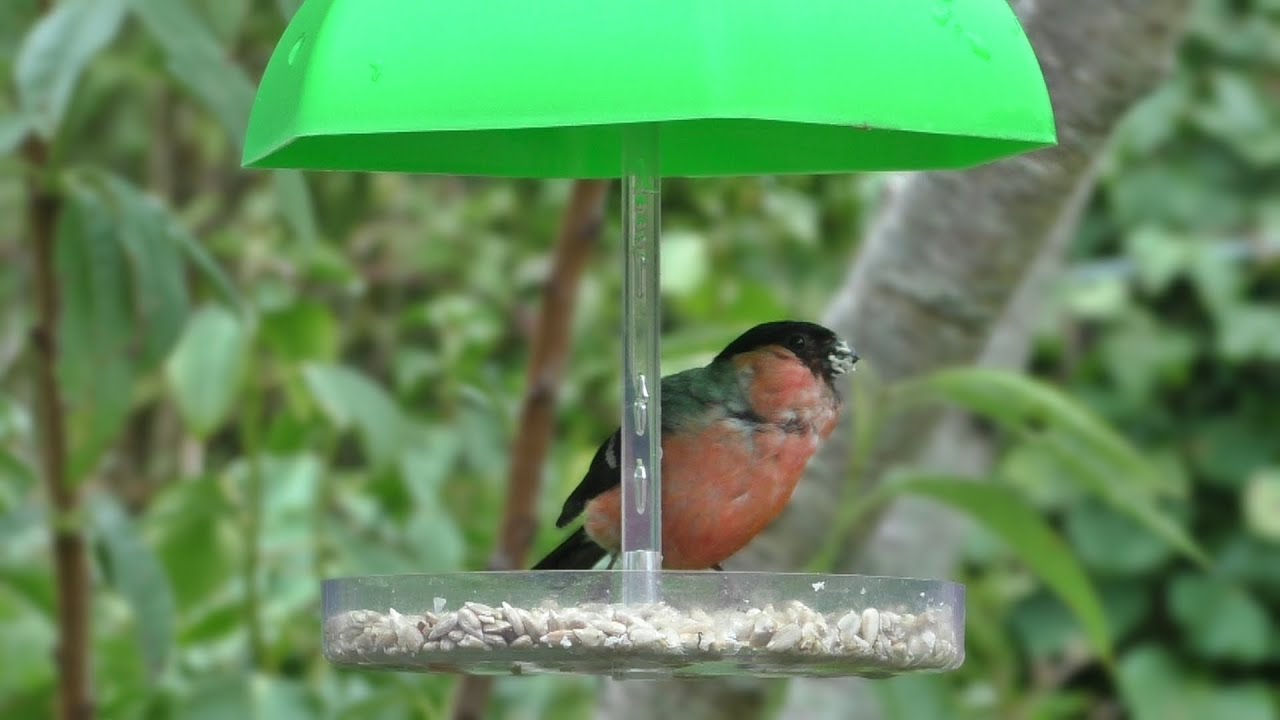 Young Male Bullfinch On The Umbrella Bird Feeder Youtube