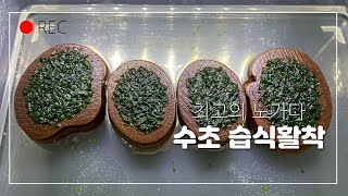 모스수초를 습식활착 해보자!! [stick to the moss]