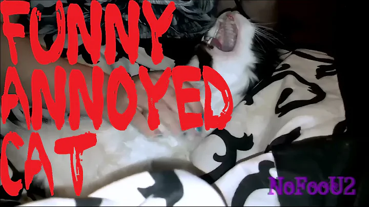 Funny Annoyed Cat (Paul)
