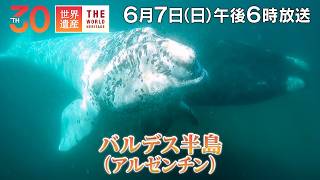 【TBS世界遺産】生き物たちの命あふれる春（アルゼンチン）【6月7日午後6時放送】