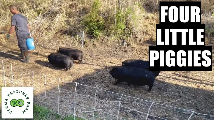 Managing Our Forest With PIGS!!