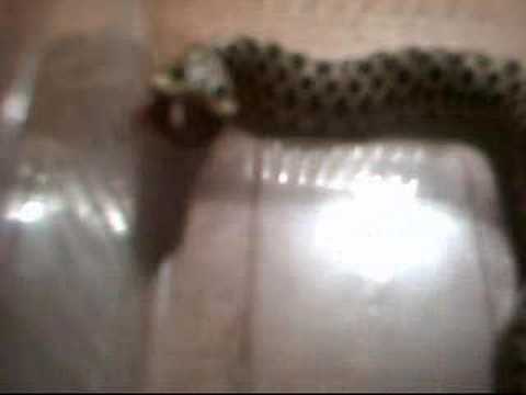 camera iphone 8 plus apk venom - my hognose snake eating