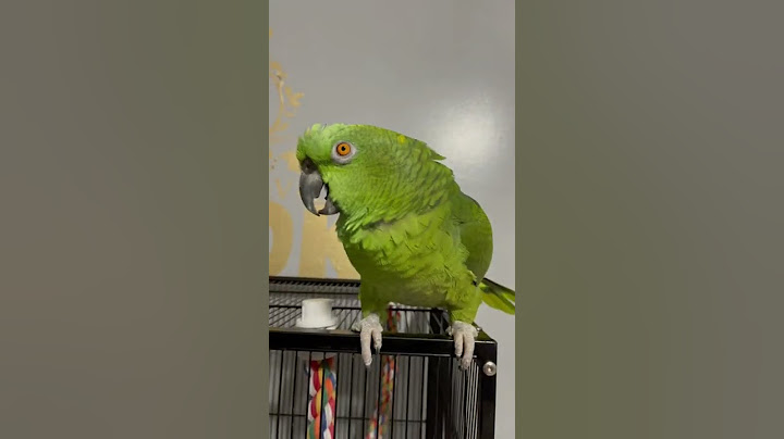 Loros hablando