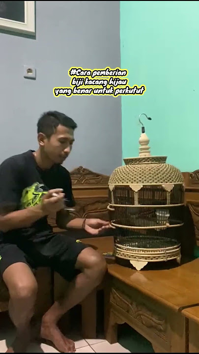 Tips yang benar memberikan perkutut lokal  biji kacang hijau supaya burung perkutut cepat birahi