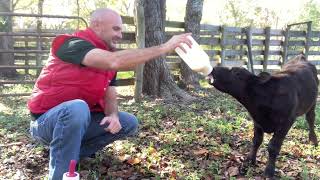 Bottle Feeding A Calf!