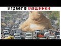 Лютые приколы. Кот играет в машинки