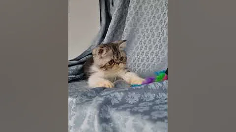 Watch the video about Napocats.ro | Napocats Felix - Exotic Shorthair boy, silver black blotched tabby