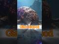 Giant Isopod – समुद्र की कवचधारी भयावहता | Wild Park | #shorts #shortvideo #ytshorts