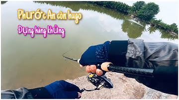 Gặp cá chẽm khủng đầm phước an ,cá chẽm lớn đầm phước an vẫn còn ( 2023 )