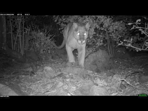 Mountain Lion (Puma concolor) - YouTube