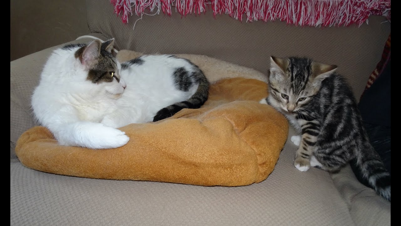 Moo Cat's Feline Finishing School