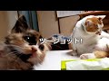 【猫の威嚇】先住猫と子猫の初顔合わせ!強烈な威嚇のシャー!子猫みかんの心臓がドキドキ!![The threat of cats]