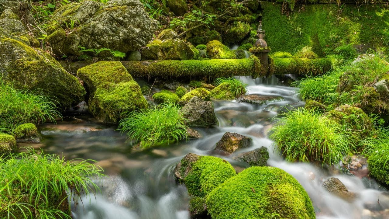 Watch Calming Trickles of Mossy River That Will Put You To Sleep - 10HR Water Sounds on YouTube Watch Calming Trickles of Mossy River That Will Put You To Sleep - 10HR Water Sounds on YouTube