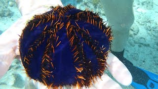 Facts: The Collector Urchin