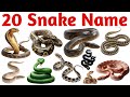 साँप नाम सीखें बच्चों के लिए | Learn 20 Snake Names for Kids with Pictures and Easy Pronunciation