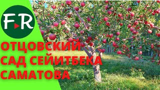 Отцовский сад Сейитбека Саматова. Обрезка яблонь. Как хранить яблоки под снегом без холодильника.