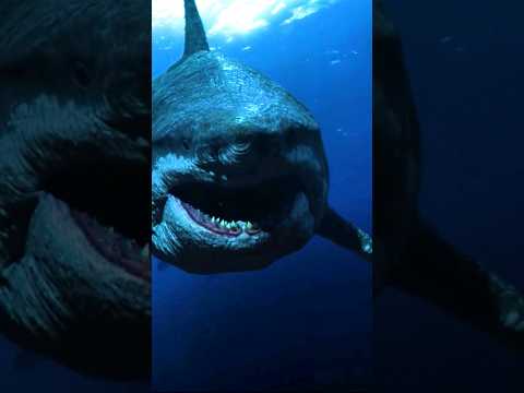 كيف انقرض قرش الميجالدون اكبر قرش في العالم حيوانات