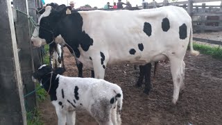 Feira de vaca leiteira em Dois Riachos AL 22/05/2024#nordeste