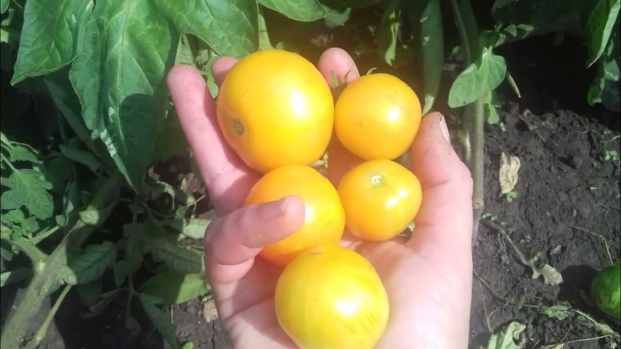 Томат гном "Бред Гейтс "вкус на +5 . - YouTube
