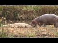 George the hippo bites the tail of a crocodile