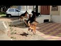 Aaj Fir Ladlete 😥 | German Shepherd Dog Attack | Dog Fight | Rottweiler