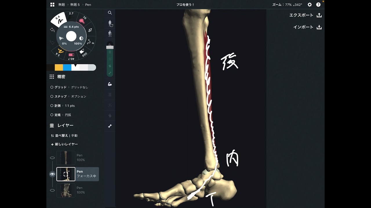 後脛骨筋の解剖学を解説してみた