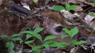 Too cute! Newborn baby deer in the forest