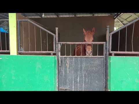 Video: Apakah kandang buruk untuk kuda?