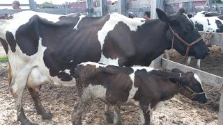 Feira de vaca leiteira em Dois Riachos AL 15/05/2024#nordeste