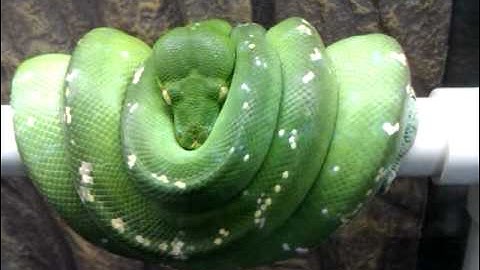 Female aru green tree python!
