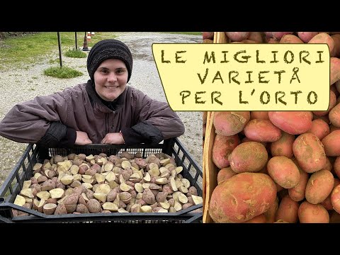 Video: Varietà di patate 