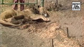 THE TRUTH BEHIND CANNED LION HUNTING