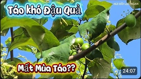 TÁO NĂM NAY KHÓ ĐẬU QUẢ  I NÚI ĐỒI LỤC NGẠN