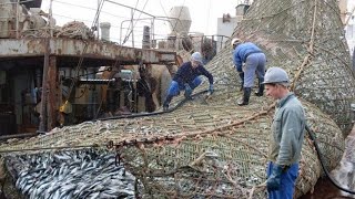 При разборе улова рыбаки обнаружили огромную рыбину - это оказалась гигантская акула При разборе улова рыбаки обнаружили огромную рыбину - это оказалась гигантская акула