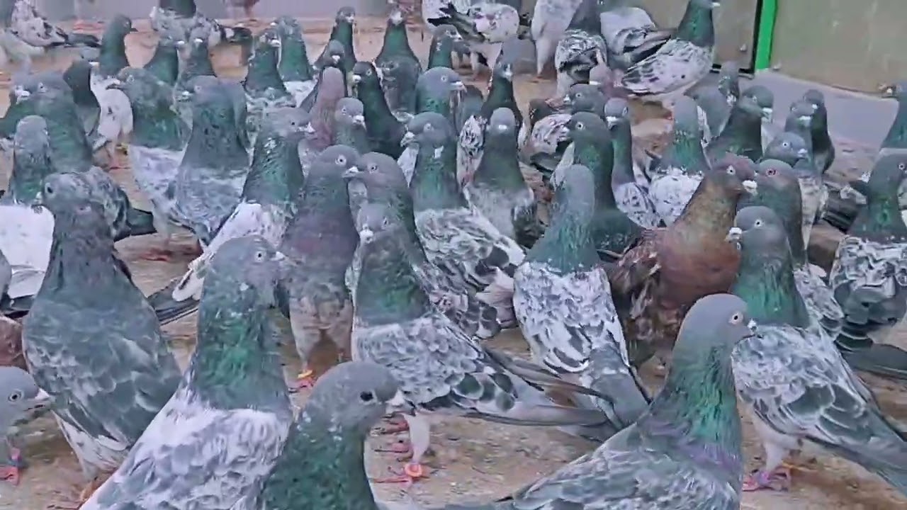 70 kbuter top quality jamni kalsire lal chhapdar ambersire for sell 7248478517