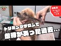 飼い主さんビックリ!!当店来店時から様子が違うトリミングに来ると震えちゃうトイプードル!!