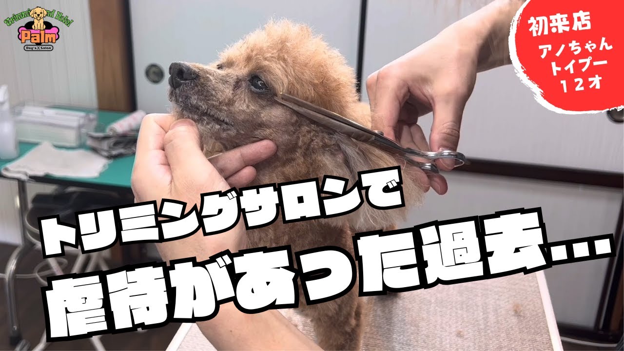飼い主さんビックリ！！当店来店時から様子が違うトリミングに来ると震えちゃうトイプードル！！