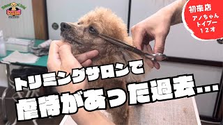 飼い主さんビックリ！！当店来店時から様子が違うトリミングに来ると震えちゃうトイプードル！！