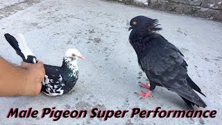 Pigeon Sounds To  Attract Pigeons || Male Pigeon Super Performance || Black Pigeon