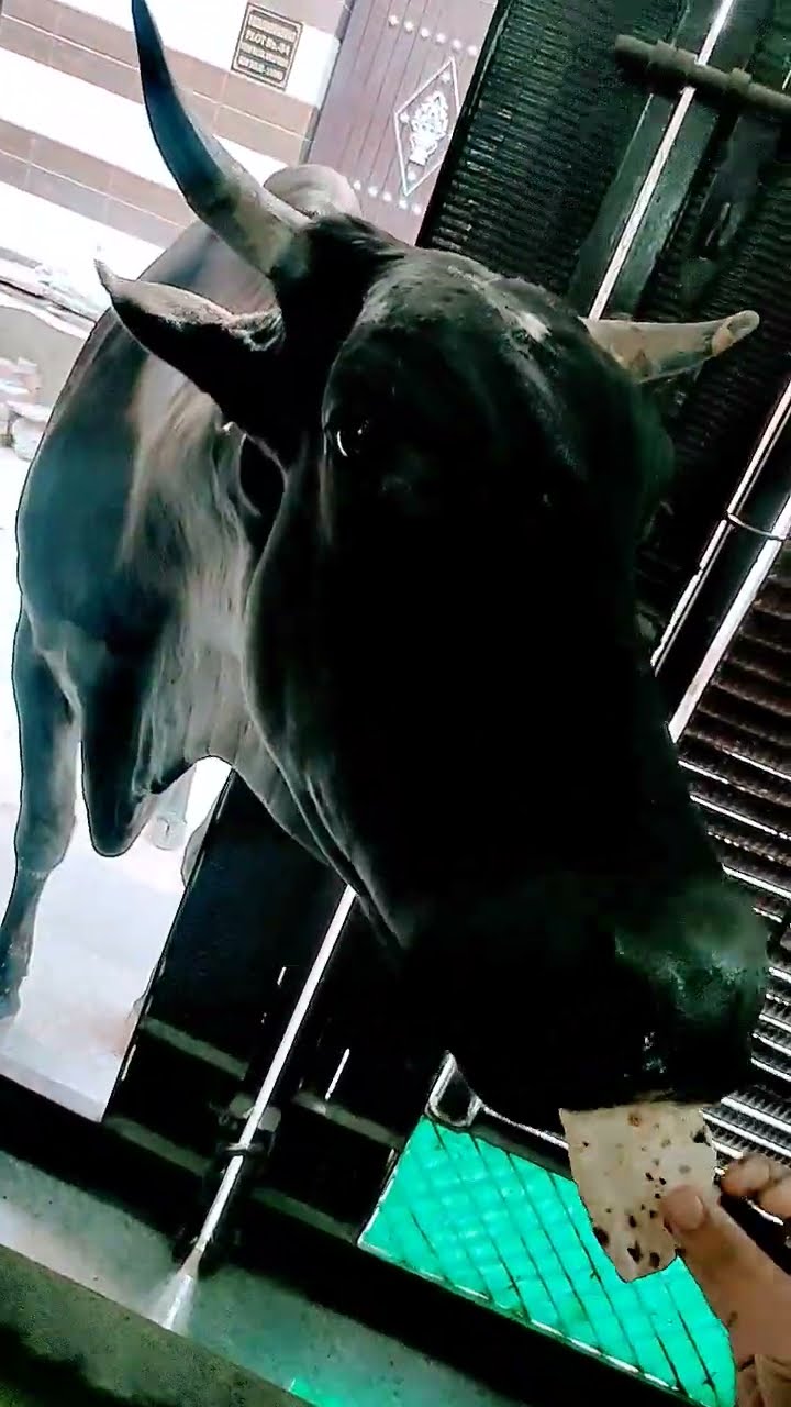 😁फनी वीडियो📽 - ShareChat