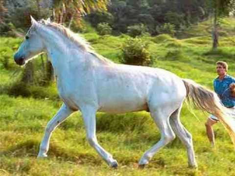 My Choice - Andr Rieu: White Horse Inn