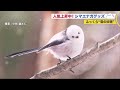 コンプリート！ 白い ふわふわ 可愛い 鳥 884238