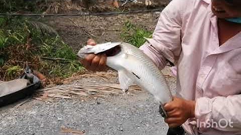 Câu Cá Bóng đục Và cái kết dính cá Chem bự chà bá