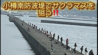 小樽南防波堤でサクラマスを狙う   #サクラマス   #釣り   #イワシ   @user-hu8so4fg6z